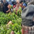 Pemkab Muna dorong petani kembangkan tanaman nilam