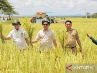 Pemkab Koltim optimis di 2025 petani panen padi tiga kali setahun