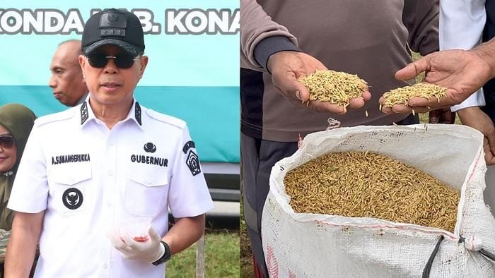 Gubernur ASR Fokus Ketahanan Pangan, Realisasi Tanam Padi di Sulawesi Tenggara Capai 143 Ribu Ha - Tribunnewssultra.com