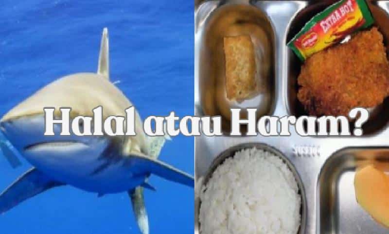 Ikan Hiu Halal atau Haram? Penjelasan Hadis soal Hewan Laut Lengkap dengan Pertimbangan Kesehatan - Tribunnewssultra.com