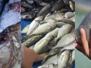 3 Jenis Ikan Cocok untuk MPASI Kaya Protein dan Lebih Murah dari Salmon, Mudah Didapatkan di Pasar - Tribunnewssultra.com